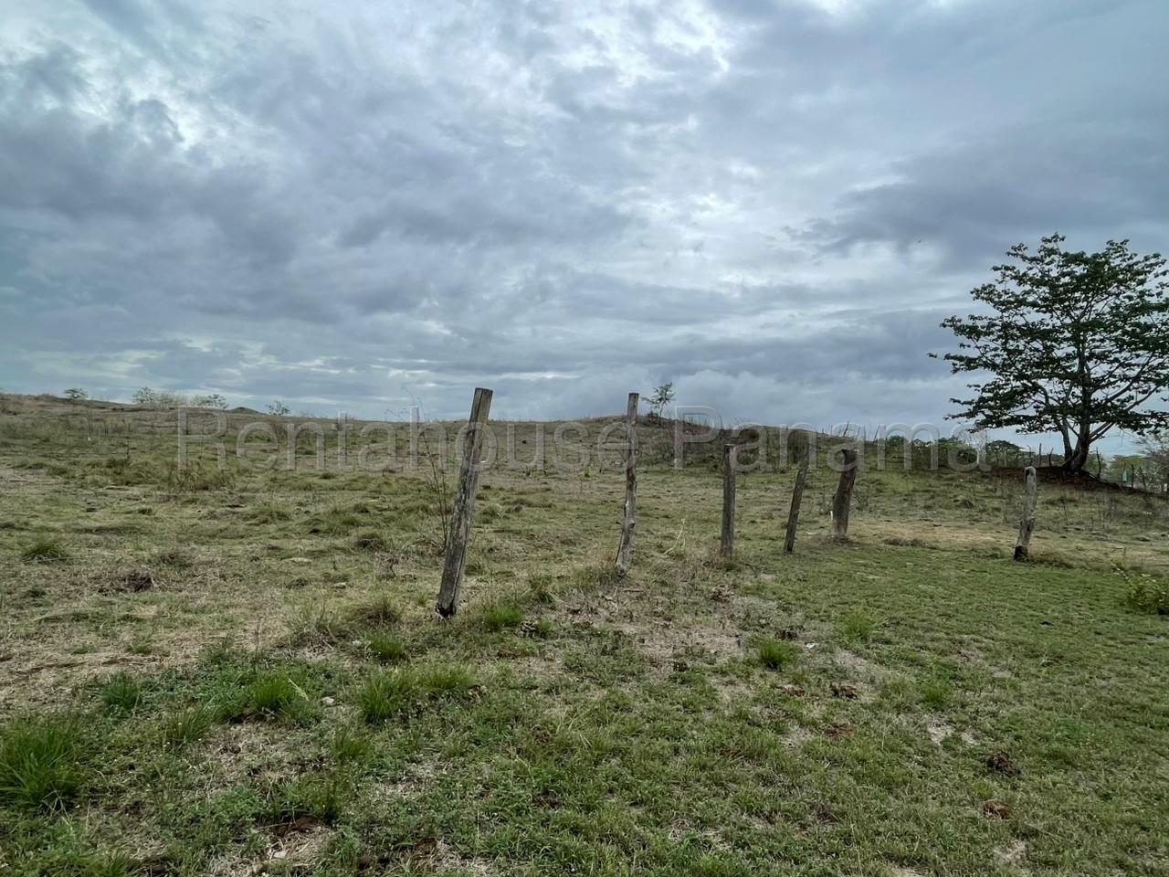 Terreno de 5 hectáreas (50,000 mts) en el Pedregosito — imagen 1 de 6